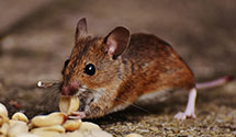 Find Exterminators in Wirt County